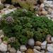 Perene: Crassula setulosa , slika1