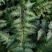 Perene: Athyrium niponicum Pictum - japanska paprat , slika2
