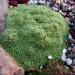 Perene: Arenaria tetraquetra, slika1
