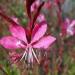 Perene: Gaura lindheimeri Pink , slika2