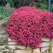 Perene: Aubretia Red Carpet - aubrecija , slika2