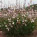 Perene: Gaura lindheimeri White, slika1