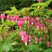 Perene: Dicentra spectabilis - Devojacko srce , slika1