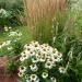 Perene: Echinacea purpurea Alba - beo cvet , slika3