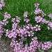 Perene: Saponaria olivana -sapunika , slika1