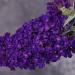Sadnice - žbunaste vrste: Buddleia Davidii Buzz Midnight - patuljasti letnji jorgovan , slika2
