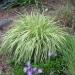 Trave: Molinia caerulea variegata - ukrasna trava , slika2
