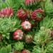 Perene: Čuvarkuća - Sempervivum montanum , slika2