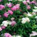 Sadnice - žbunaste vrste: Spirea japonica Shirobana Genpei - dvobojna spirea , slika2