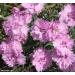 Perene: Dianthus plumarius , slika2
