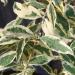 Sadnice - žbunaste vrste: Buddleia davidii Harlequin - sarenolisni letnji jorgovan , slika2