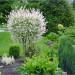 Sadnice - drveće: Salix integra Hakuro-nishiki -Japanska patuljasta vrba, slika1