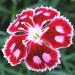 Perene: Dianthus , slika1