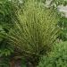 Trave: Miscanthus sinensis Gold Bar Zebra - patuljasta ukrasna trava , slika2
