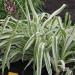 Perene: Hemerocallis fulva , slika1