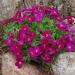 Perene: Aubretia Red Carpet - aubrecija , slika1