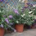 Sadnice - žbunaste vrste: Buddleia davidii Buzz Sky Blue - patuljasti letnji jorgovan svetlo ljubičaste boje , slika2