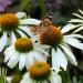 Perene: Echinacea purpurea Alba - beo cvet , slika2