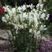 Perene: Physostegia virginiana Alba , slika1
