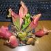 Biljke mesožderke: Sarracenia rubra , slika1