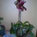 Sadnice - sobne biljke: PAPHIOPEDILUM BLACK JACK, slika3