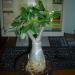 Sadnice - sobne biljke: ADENIUM OBESUM DOUBLE KING, slika1