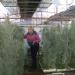 Sadnice - sobne biljke: Tillandsia usneoides, slika2