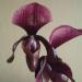 Sadnice - sobne biljke: PAPHIOPEDILUM BLACK JACK, slika1