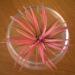 Sadnice - sobne biljke: Tillandsia ionantha u casi, slika1