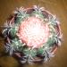 Kaktusi: MELOCACTUS MATANZANUS, slika1