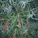 Sadnice - sobne biljke: Tillandsia usneoides, slika1