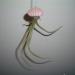 Sadnice - sobne biljke: Tillandsia bulbosa, slika2