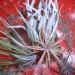 Sadnice - sobne biljke: Tillandsia butzii, slika1