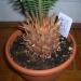 Sadnice - sobne biljke: CIKAS PALMA, Cycas revoluta, slika1