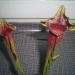 Biljke mesožderke: Sarracenia alata hybrid/ atrorubra, slika1