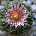 Kaktusi: Echinofossulocactus multicostatus, slika1