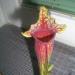 Biljke mesožderke: Sarracenia alata hybrid/ atrorubra, slika2