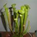 Biljke mesožderke: Sarracenia flava, slika1