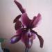 Sadnice - sobne biljke: PAPHIOPEDILUM BLACK JACK, slika2
