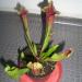Biljke mesožderke: Sarracenia alata hybrid/ atrorubra, slika3