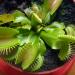 Biljke mesožderke: DIONAEA MUSCIPULA, biljka muholovka, slika1