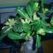 Sadnice - sobne biljke: ADENIUM OBESUM DOUBLE KING, slika2