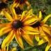 Seme cveća: rudbekija hirta100sem, slika1