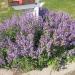 Perene: PAKET 3 kom.lavanda+zalfija+ruzmarin, slika2