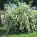Sadnice - žbunaste vrste: beli jasmin-bAŠTENSKA BILJKA, slika1