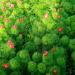 Lukovice: Усколисни божур (Paeonia tenuifolia), slika5