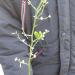 Sadnice - voće: Sadnice Sibirskog Limuna Poncirus Triflorata, Dvogodisnje sadnice CVETAJU