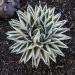 Kaktusi: Agave victoriae-reginae /10 semenki, slika1