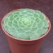 Kaktusi: Aeonium Tabuliforme - 20 semenki, slika1