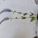 Perene: Veronica spicata, slika2